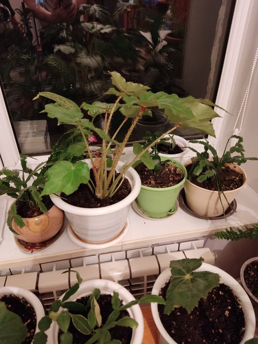 Комнатные цветы Продам