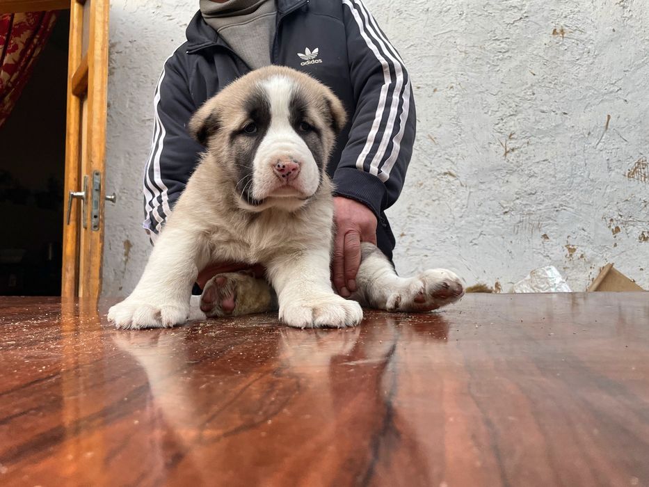 Щенок Алабая (супер гигант ) девочка