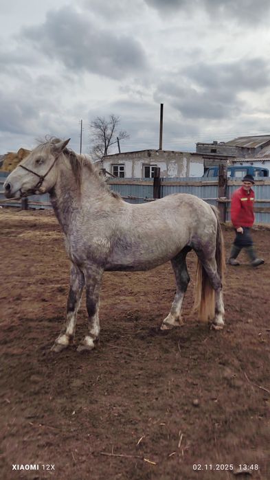Продам жеребец 7 лет тай айгыр