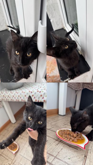 Ласковый Котенок мальчик ищет семью