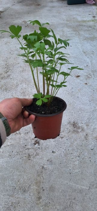 Leustean ghiveci rasad