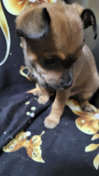 Щенки той терьера