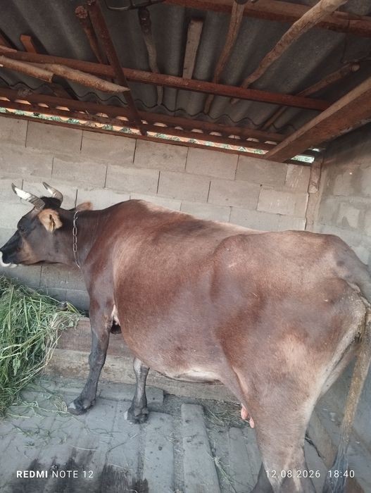 Продам корову на мясо. По цене договоримся.
