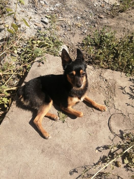 Мальчик той-терьер для вязки