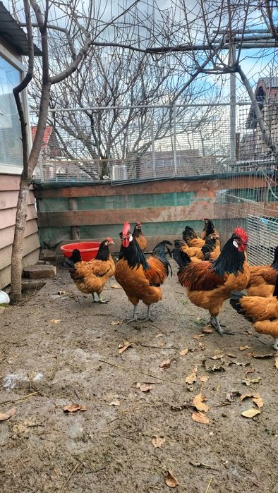 Ouă de vânzare rasa Vorverk