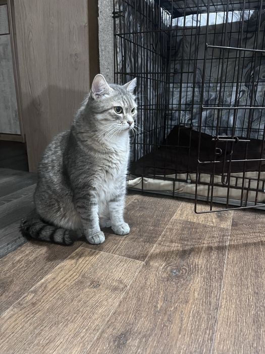 Пропал кот ! Вознаграждение