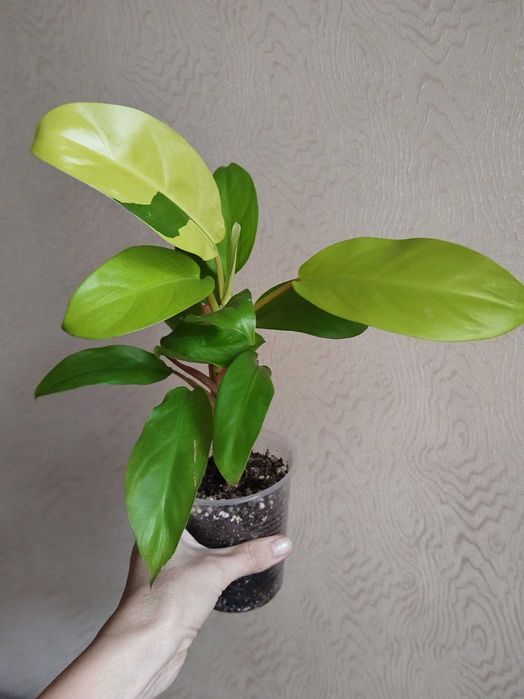 Комнатные растения