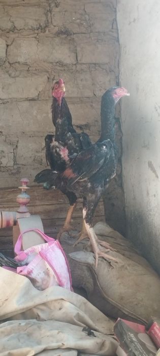 Dakan Xoʻroz sotiladi