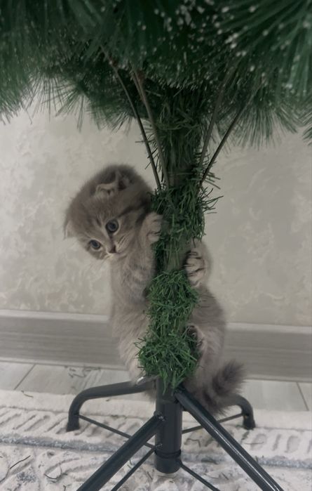 Кошка Скоттиш фолд