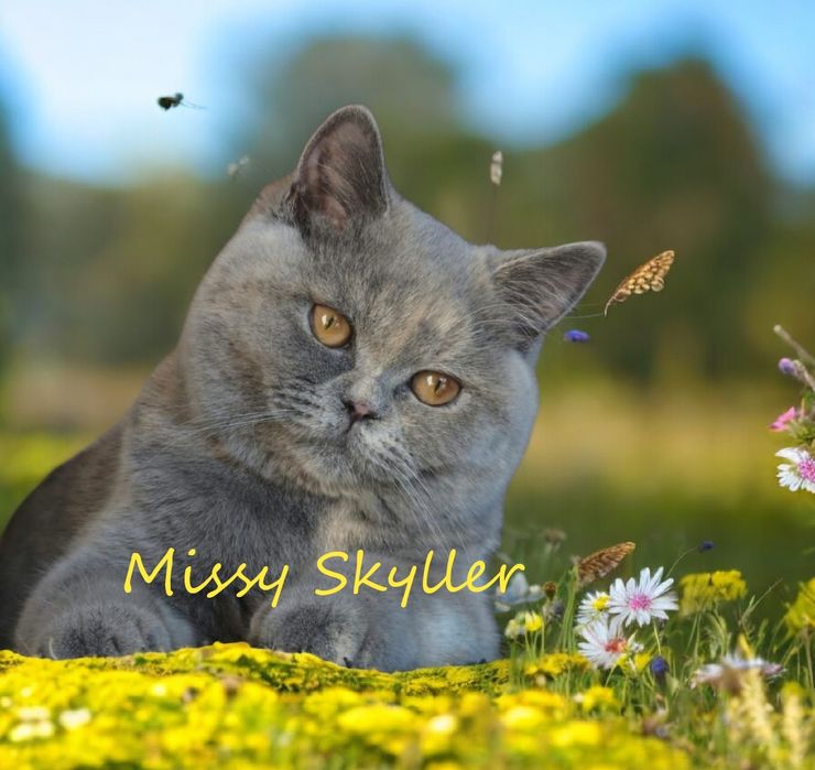 Femelă british shorthair