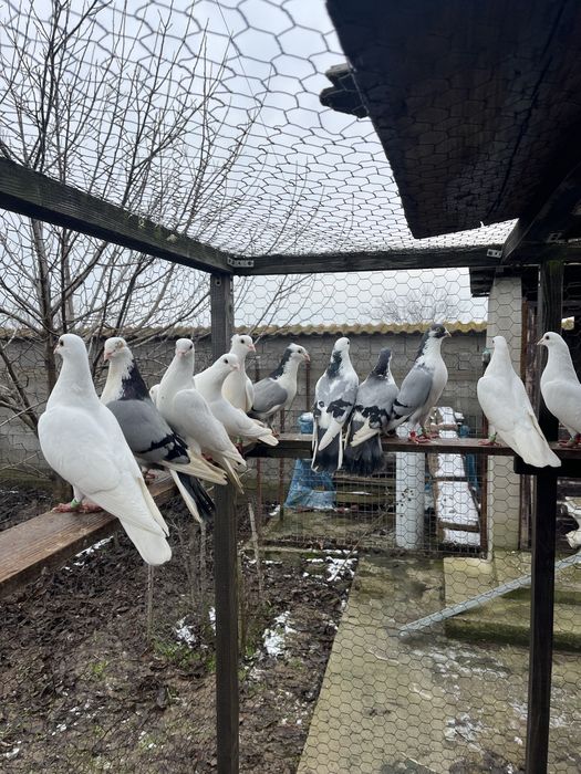 Porumbei de zbor la înălțime
