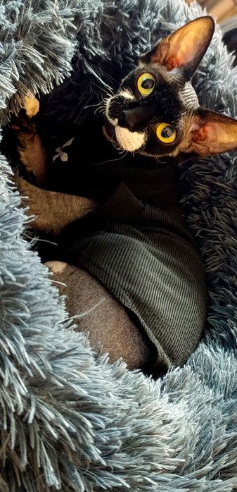 Отдам кошку сфинкс