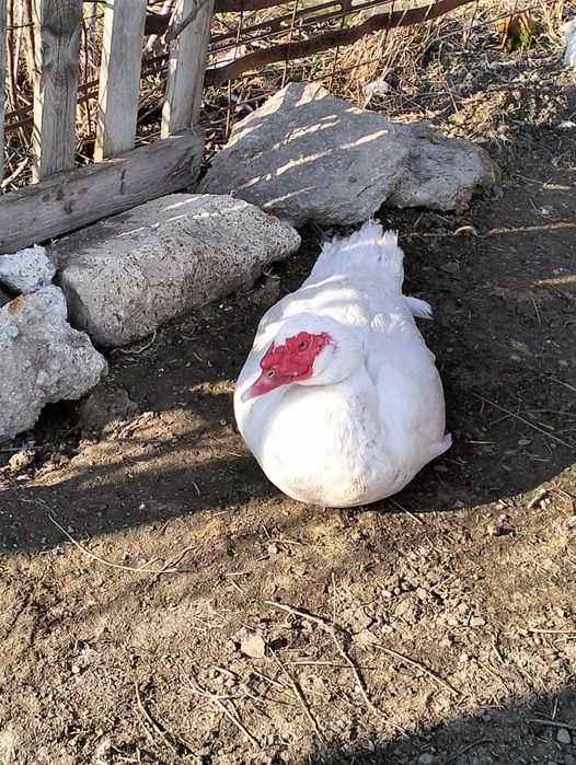 De vanzare cocosi si rate mute au varsta de un an