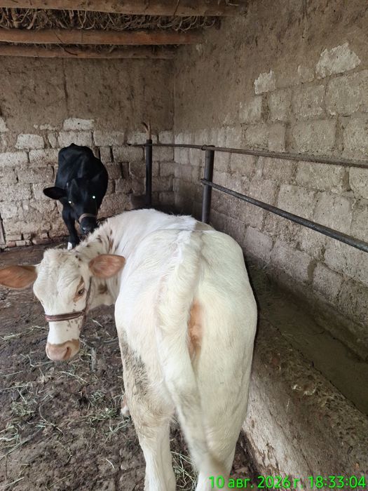 Gunojinlar sotiladi 2 dona Piskentda