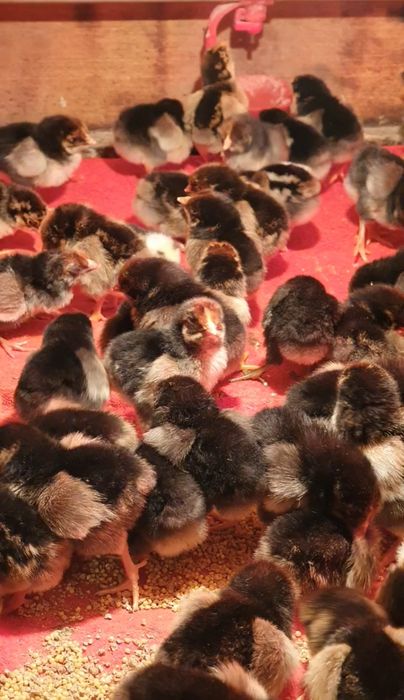 Кучин балапандары сатылады