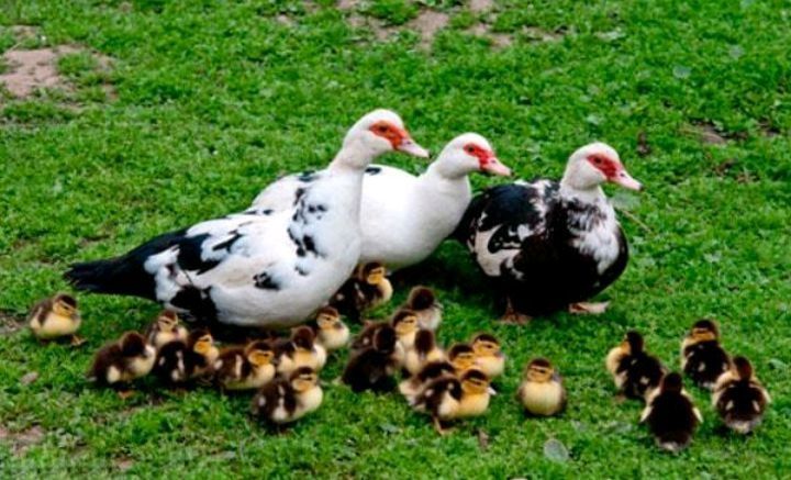 Продается утята индоутки.