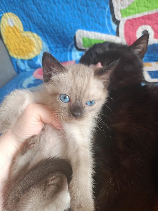 Отдам котят бесплатно