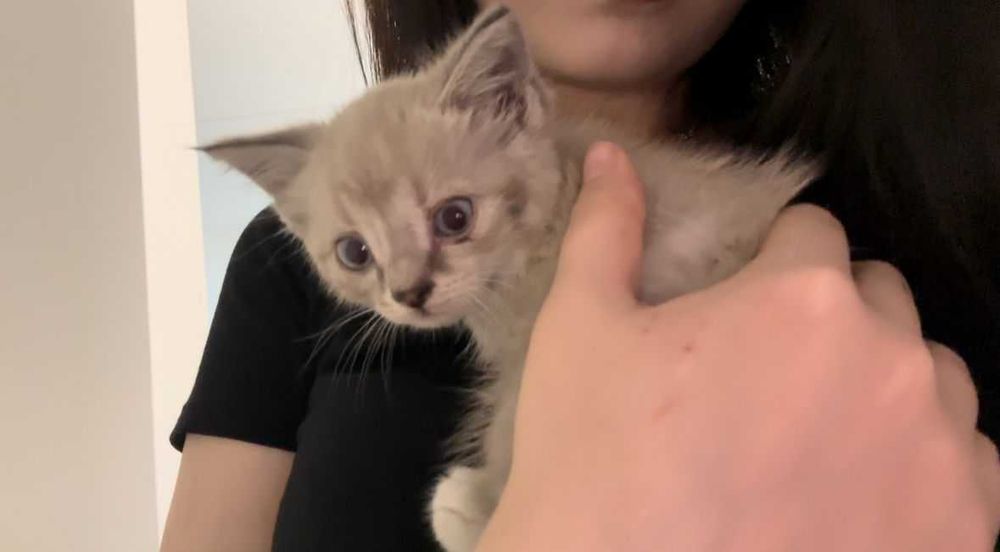 Ищем семью котенку