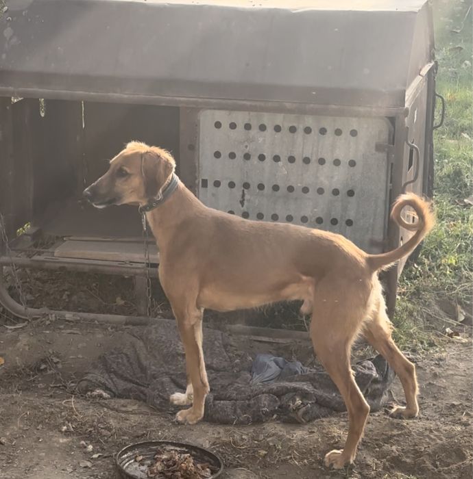 Арлан сатылады бағасы келісімді