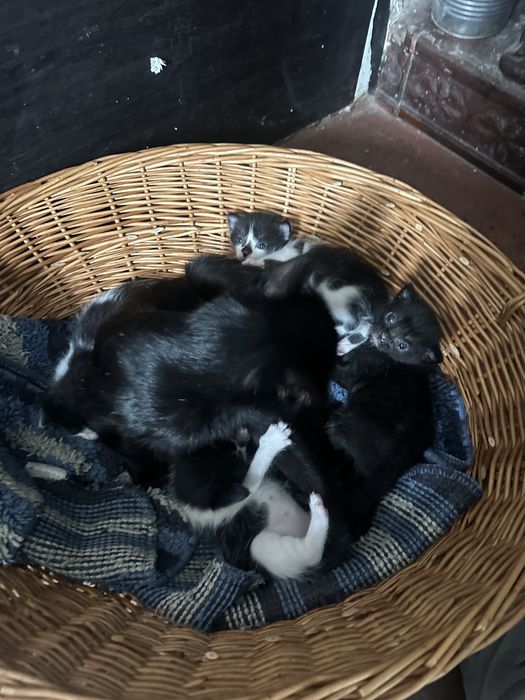 Pisici spre adoptie