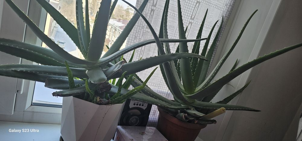 Алое лечебное 3-5лет