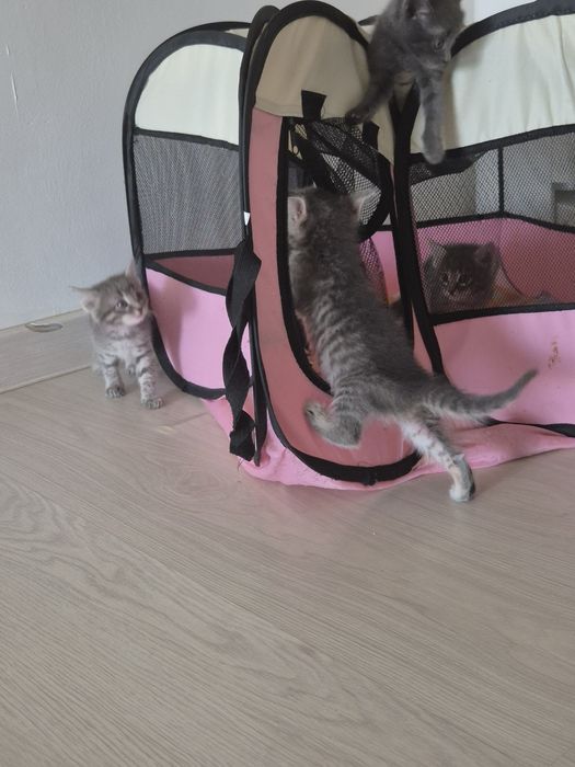 Котята-девочки в добрые руки