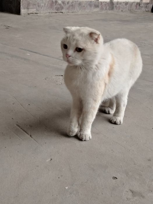 Скотишфолд.