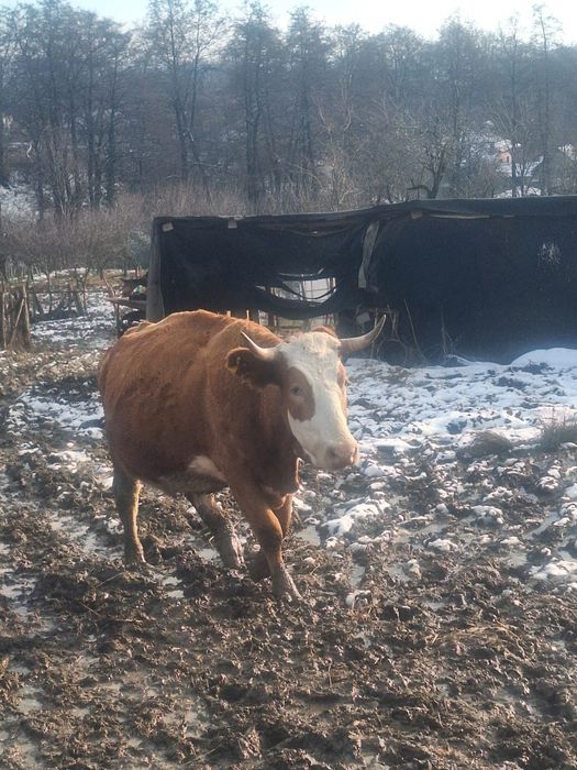 Vaca baltata romaneasca