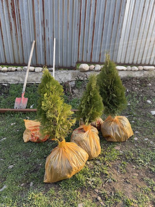 Продаю Туи Смарагд