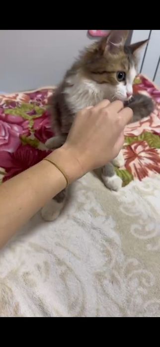 Котик в добрые руки