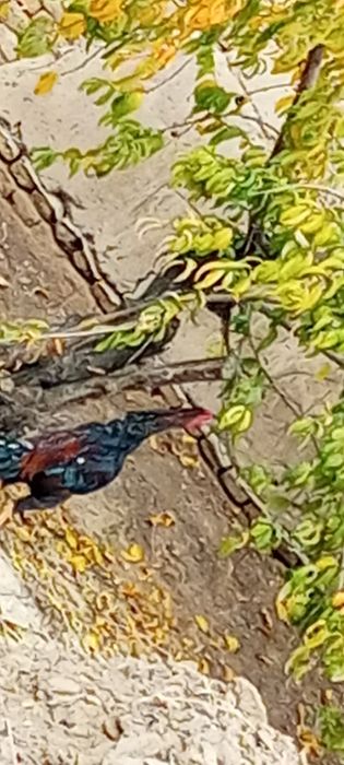 Daka xoʻroz sotiladi