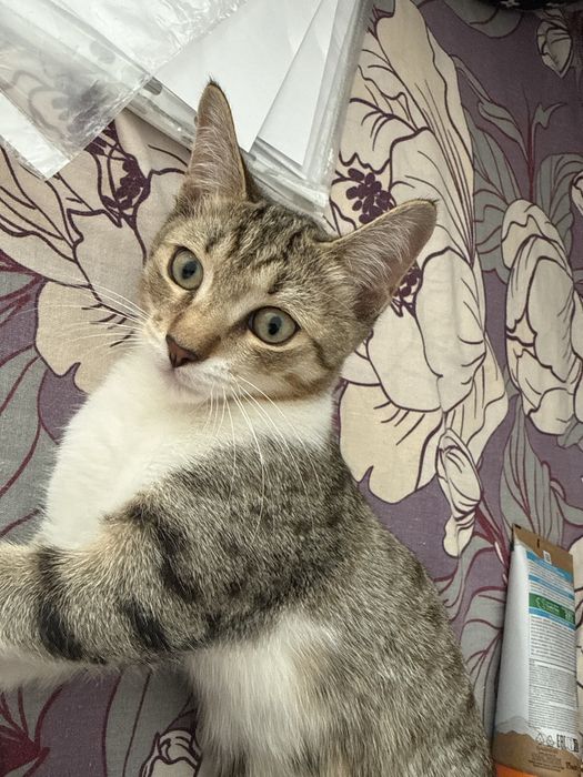 Отдам в добрые руки котенка