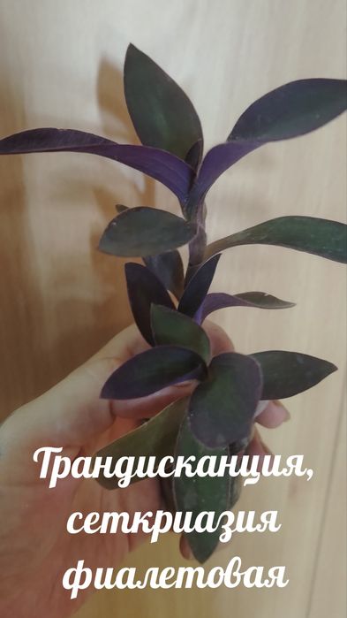 Продам комнатные растения, и  для растений леечка, совок...
