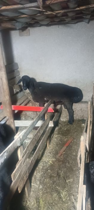 Qoʻchqorla sotiladi