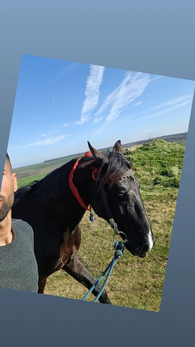 De vânzare armăsar