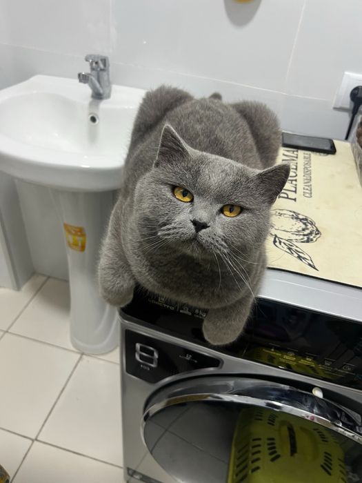 Skotish stariy erkak mushuk viyaskaga