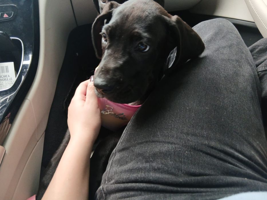 Femela Dog German Great dane cu pasaport eu