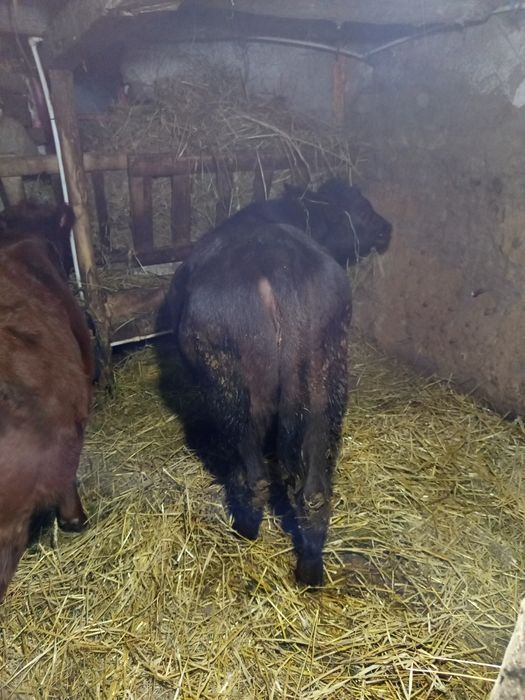 De vînzare doua vitea