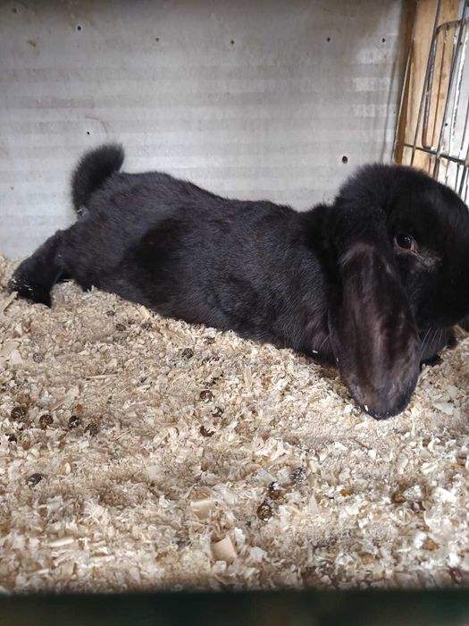 De vanzare o iepuroaica de berbec german