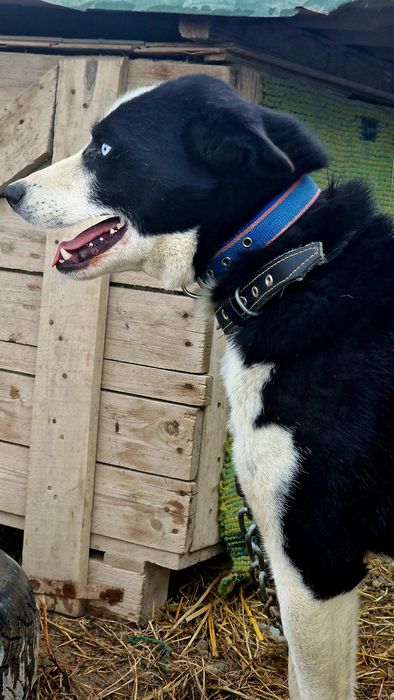 Собака из приюта Хвостатый Рай