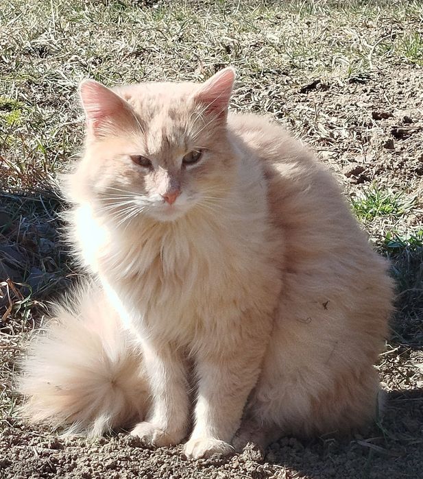 Adoptie Motan Norvegian de Padure