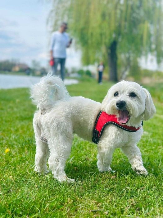 Fotograf Animale de Companie