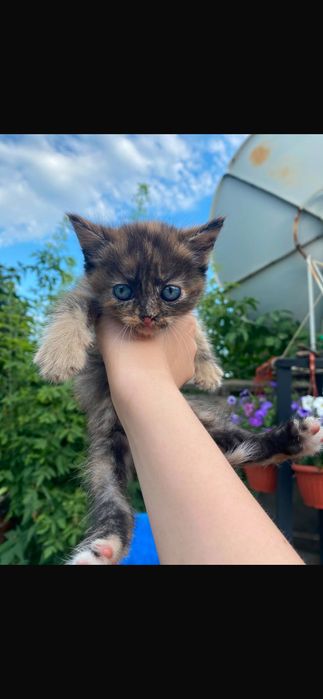 Отдам котят в добрые руки