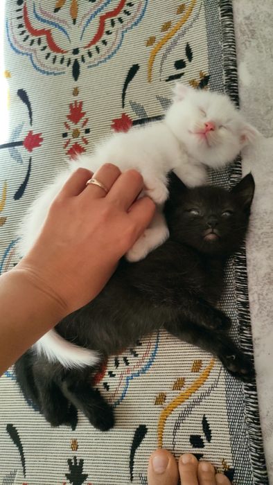 Котят в добрые руки