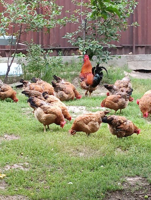 Инкубационные яйца Кучинских кур