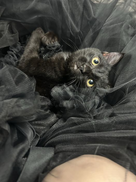 Котенок кот мальчик