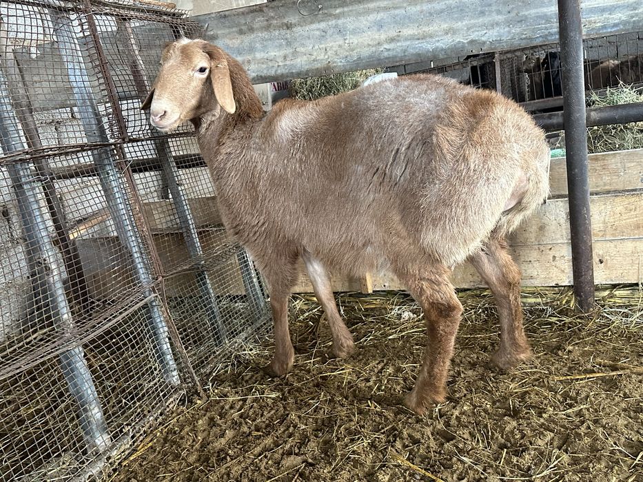 Qoy Arashan sovliqla