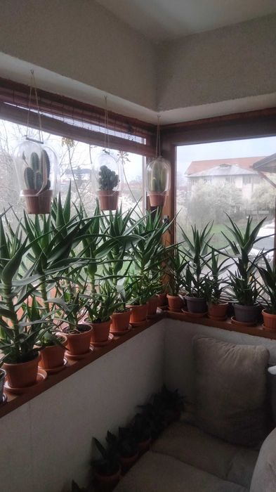 Vând Plante mature de Aloe Vera în ghiveci