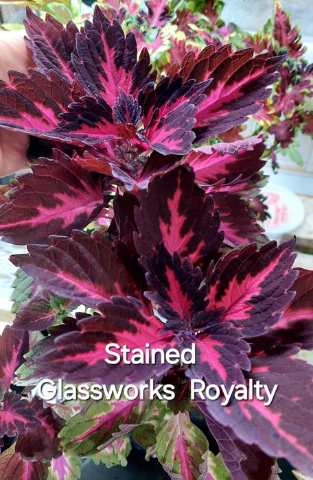 КОЛЕУСЫ. Листай карусель