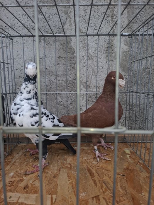 Vând porumbei voiajori germani  vaccinați  și deparazitați  !